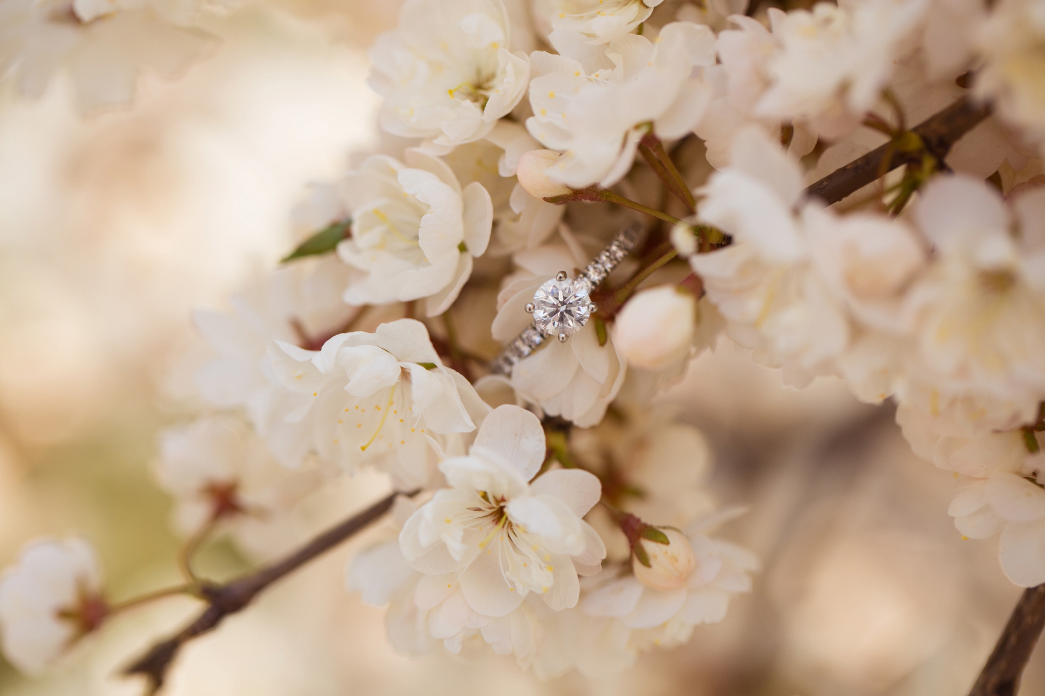 edmonton cherry blossom engagement photos