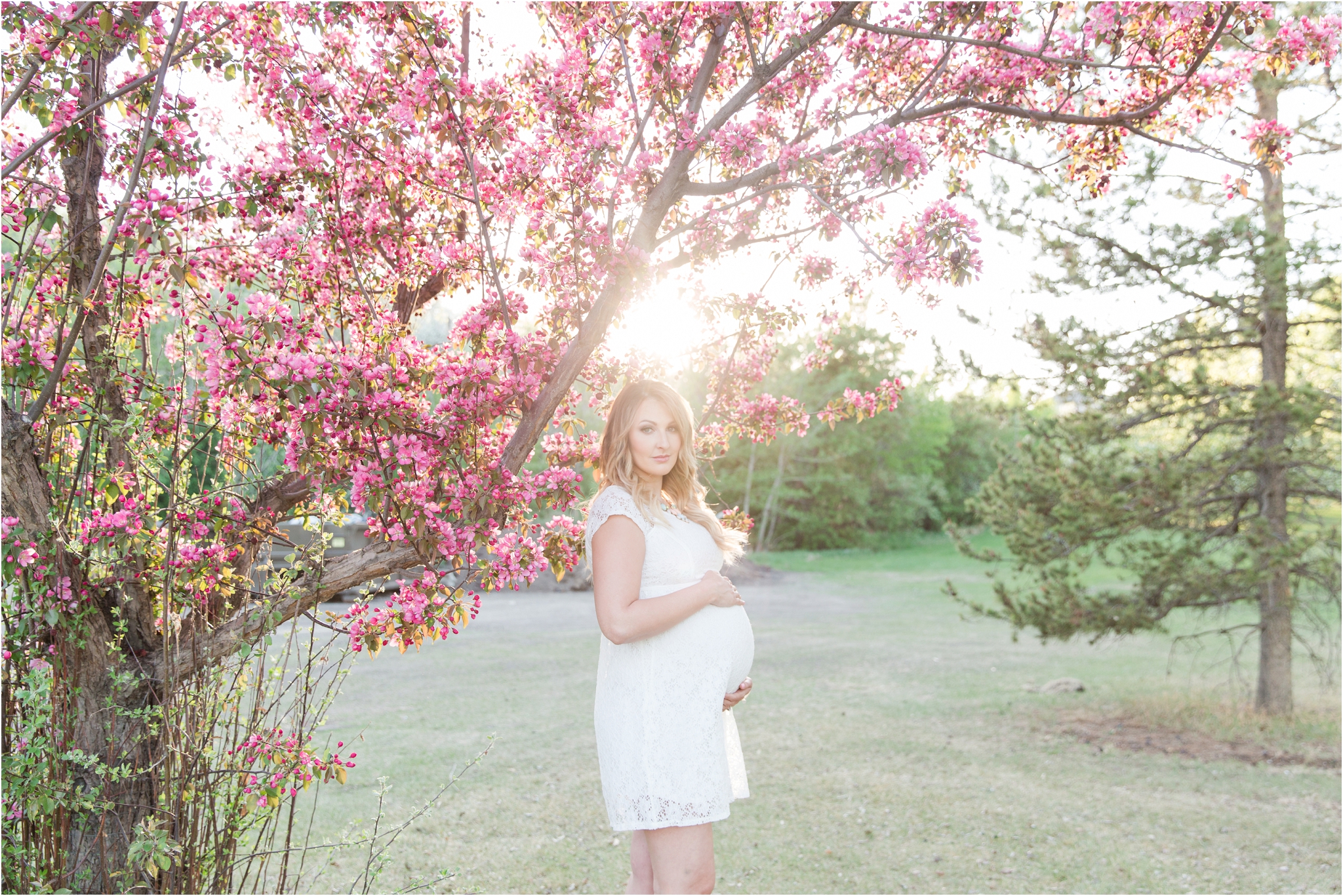 edmonton maternity photos in blossoms
